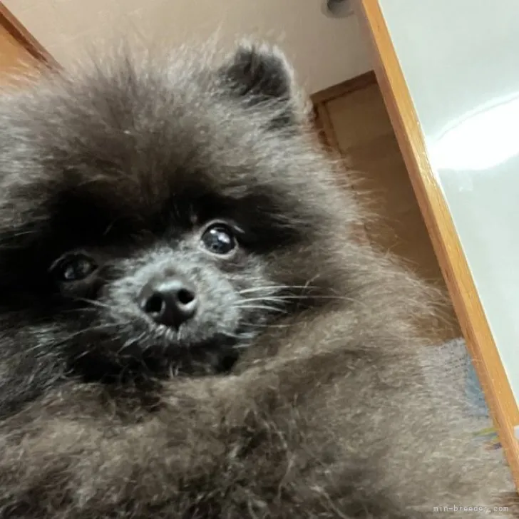 ID:2307-04827の子犬