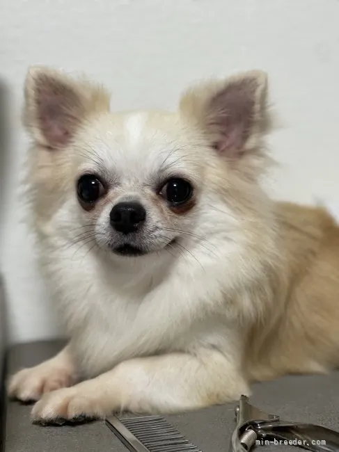 ID:2204-01389の子犬