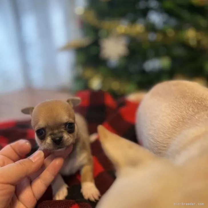 N.Y 様のお迎えした子犬