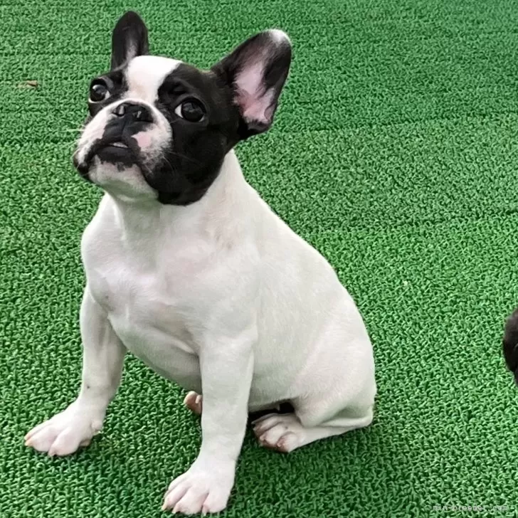 ID:2410-03044の子犬