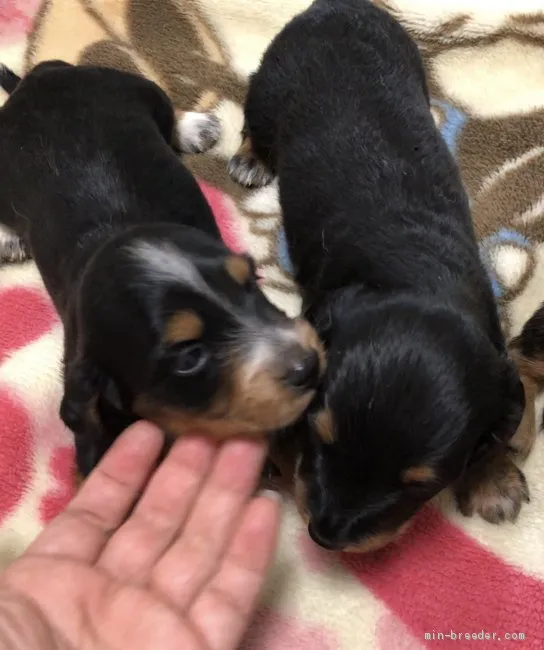 ID：2011-01899の子犬