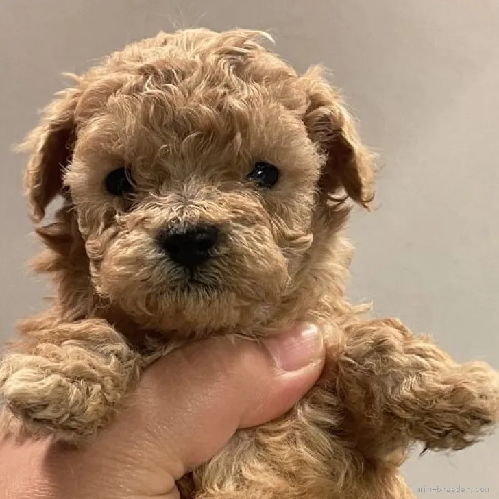 ID:2302-00623の子犬