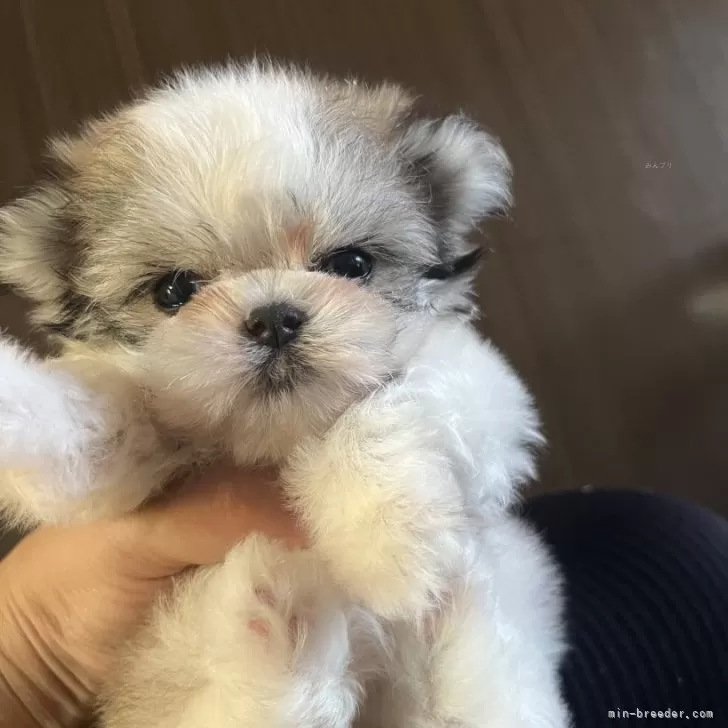 ID：2407-06316の子犬