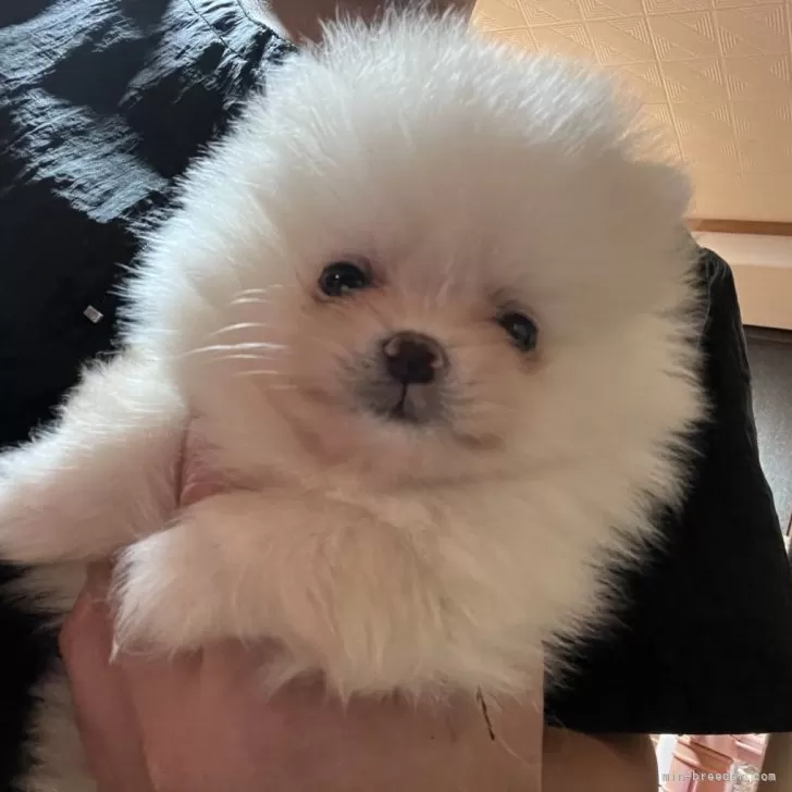 ID：2403-06257の子犬