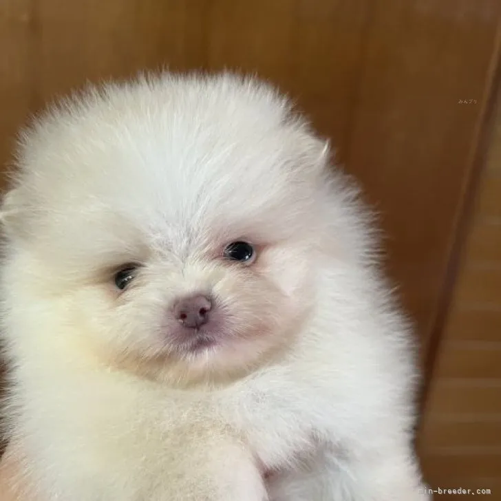 ID：2311-06751の子犬