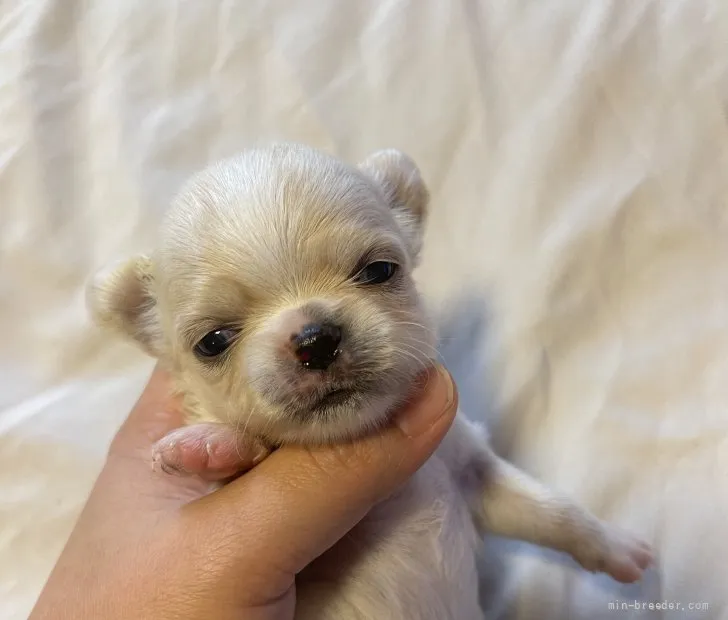 ID:2107-04101の子犬