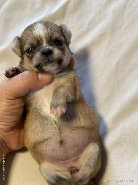 ID：2107-04141の子犬