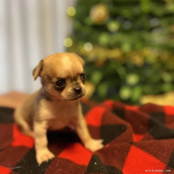 ID：2312-05981の子犬