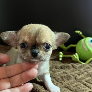 チワワ(スムース)【沖縄県・女の子・2023年9月23日・レッド&ホワイト】の写真「すむちー好きにはたまらない可愛い子です😍」