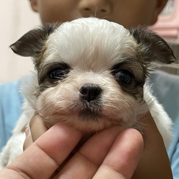 チワワ(ロング)【沖縄県・女の子・2022年8月6日・レッド&ホワイト】の写真「30日(金)まで価格！」