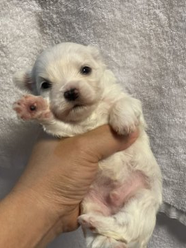 マルチーズ【沖縄県・男の子・2021年10月23日・ホワイト】の写真「真っ白ふわふわ❣️安心サイズ✨」