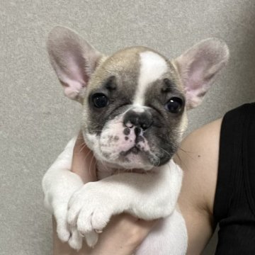 フレンチブルドッグ【沖縄県・女の子・2024年5月6日・パイド】の写真「珍しいカラーのハニパイちゃん🎀価格調整しました！」