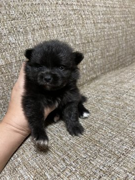 ポメラニアン【沖縄県・女の子・2021年9月3日・ブラック】の写真「まっくろくろすけ🐶」