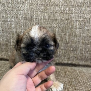 ミックス(チワワ✖️シーズー)【沖縄県・男の子・2023年7月1日・レッド&ホワイト】の写真「おっとりなちわずーくん💖」