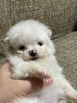 ポメラニアン【沖縄県・女の子・2021年11月16日・パーティー】の写真「レア模様が個性的✨」