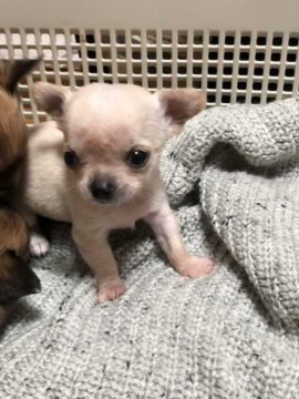 チワワ(スムース)【沖縄県・女の子・2020年12月21日・クリーム】の写真「極小ちゃん❣️2月5日で募集終了します！」