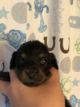 ミニチュアダックスフンド(ロング)【沖縄県・女の子・2021年1月20日・ブラックタン】の写真「姉妹の中で1番小さな子❣️」