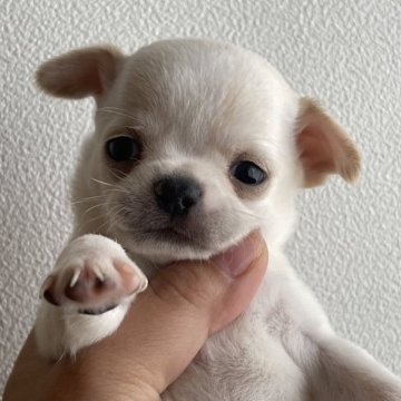 チワワ(スムース)【沖縄県・男の子・2023年1月27日・クリーム&ホワイト】の写真「ふわもちベビーちゃん」