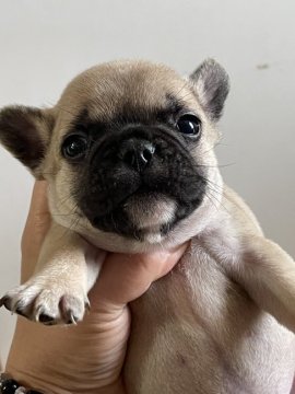 フレンチブルドッグ【沖縄県・男の子・2022年5月13日・フォーン】の写真「お顔の可愛い子」