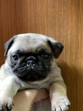 パグ【沖縄県・女の子・2021年6月13日・フォーン】の写真「待望の子❣️」