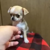 チワワ(スムース)【沖縄県・女の子・2023年11月6日・フォーンホワイト】の写真3