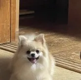 ポメラニアン【沖縄県・男の子・2023年3月24日・オレンジ】の写真4「ママ」