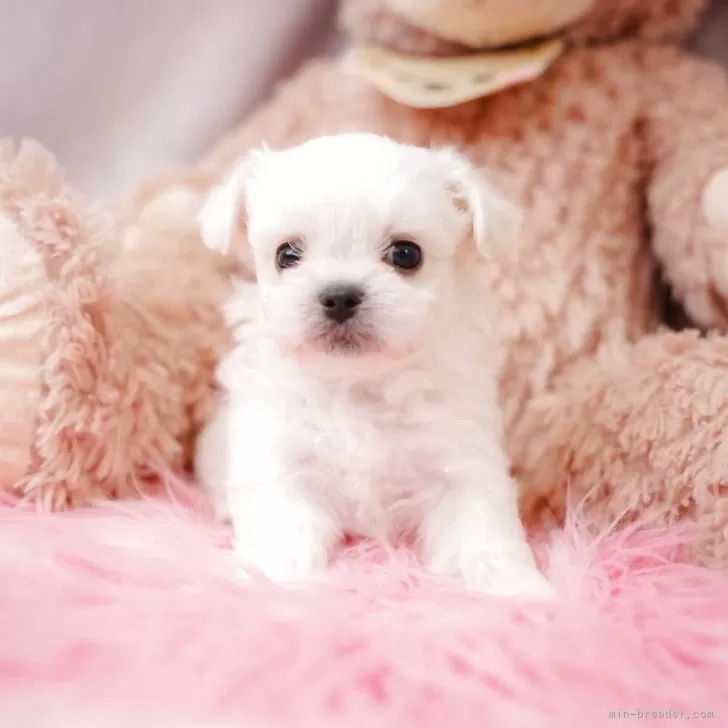 ID：2507-05573の子犬