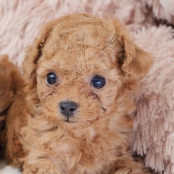 トイプードル(ティーカップ)【静岡県・男の子・2025年10月4日・レッド.】の写真「💖プレミアムのお顔＆ベビーフェイス💖」