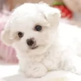 ビションフリーゼ【静岡県・女の子・2025年9月1日・ホワイト】の写真1「💖ミニミニサイズ予想💖」