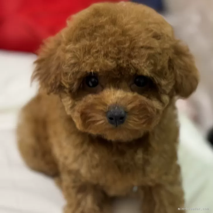 ID：2401-00160の子犬