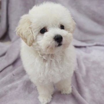 トイプードル(ティーカップ)【静岡県・男の子・2023年4月12日・ホワイト】の写真「まん丸顔マズルも短い可愛い男の子」