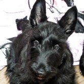 スコティッシュテリア