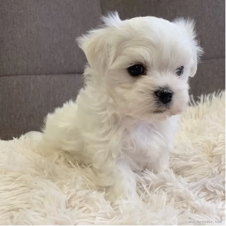 ID：2504-05694の子犬