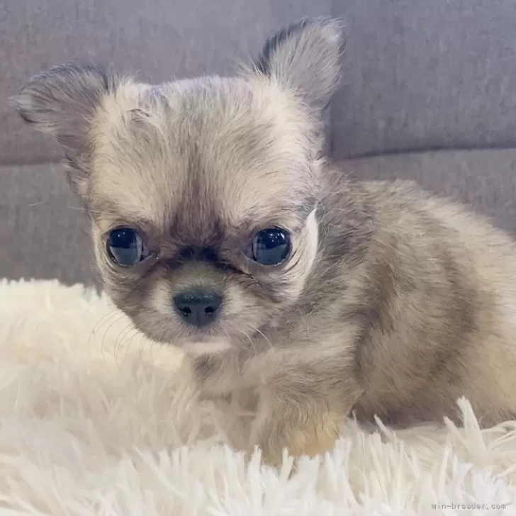 ID:2501-05168の子犬