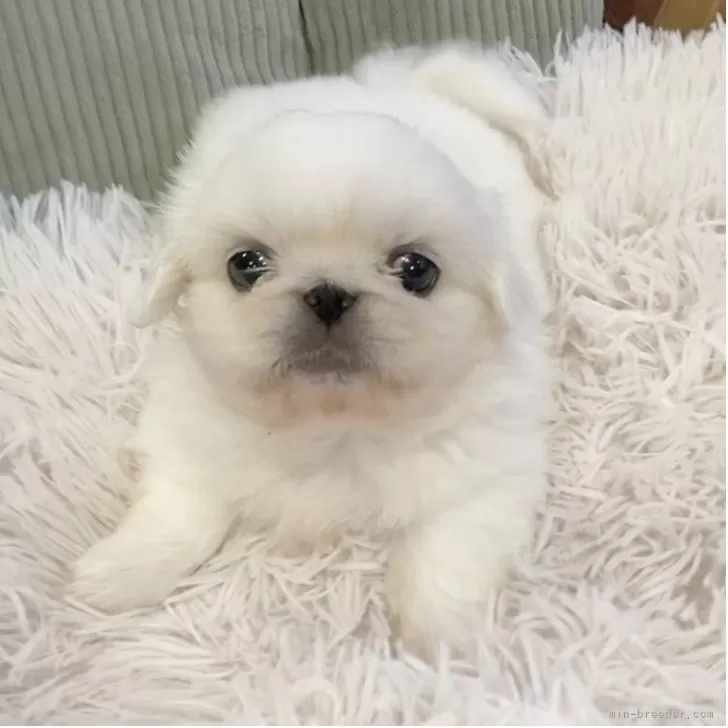 ID：2507-00948の子犬
