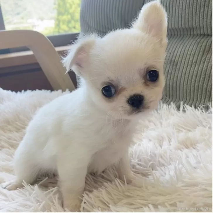ID：2507-07745の子犬