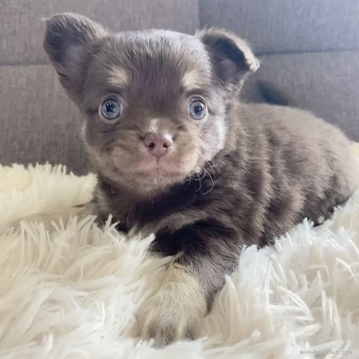 ID：2411-07816の子犬
