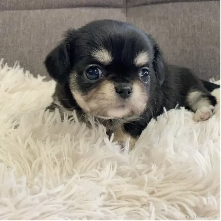 ID：2505-07727の子犬