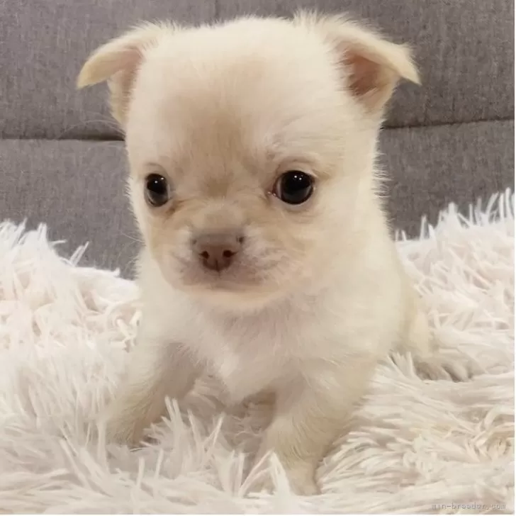 ID：2504-06514の子犬