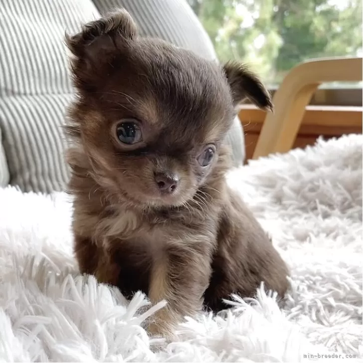 ID：2508-01759の子犬