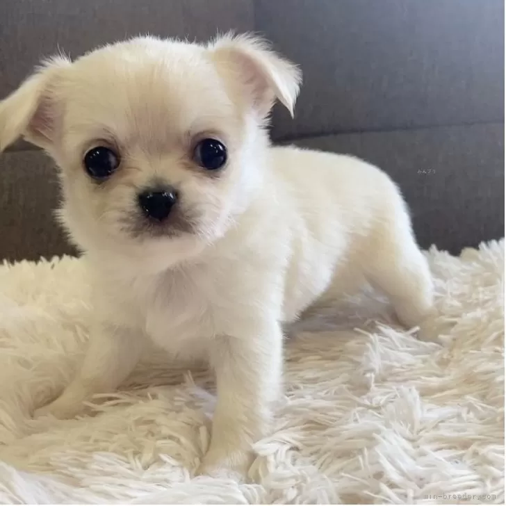ID：2504-01714の子犬