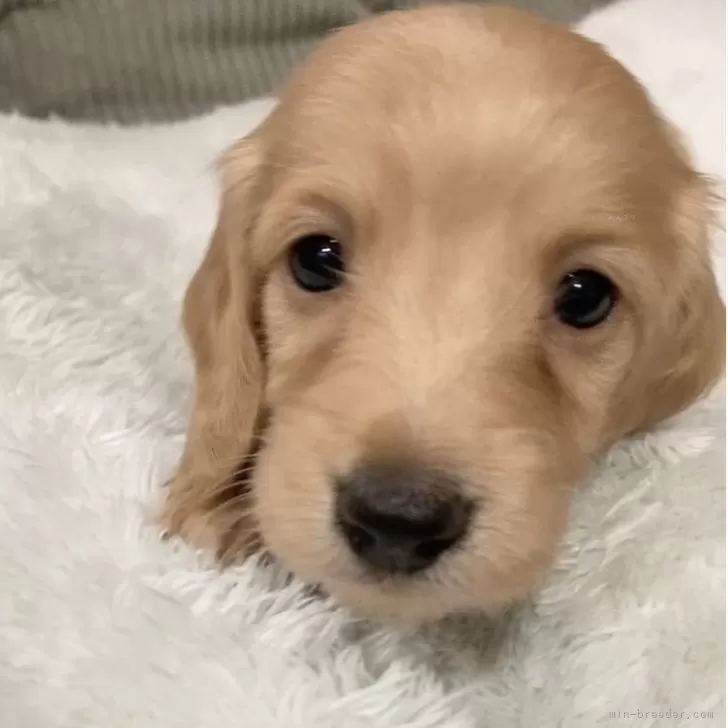 K.M 様のお迎えした子犬