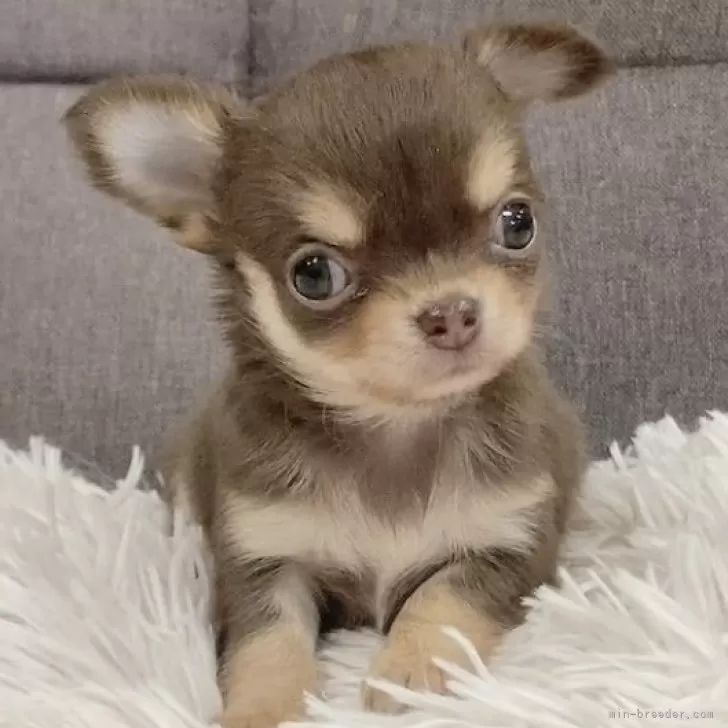 ID：2507-03664の子犬
