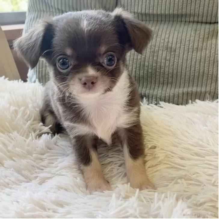 ID：2507-07616の子犬
