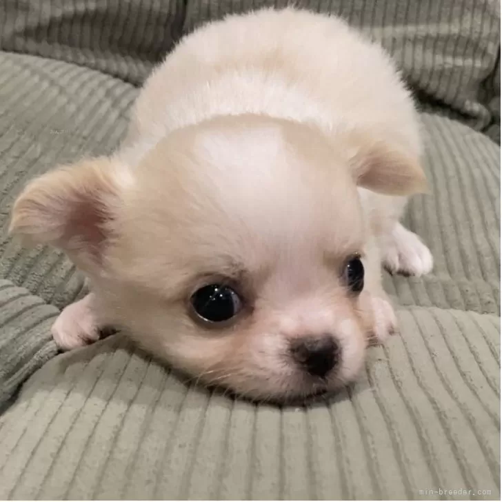 XeNa 様のお迎えした子犬