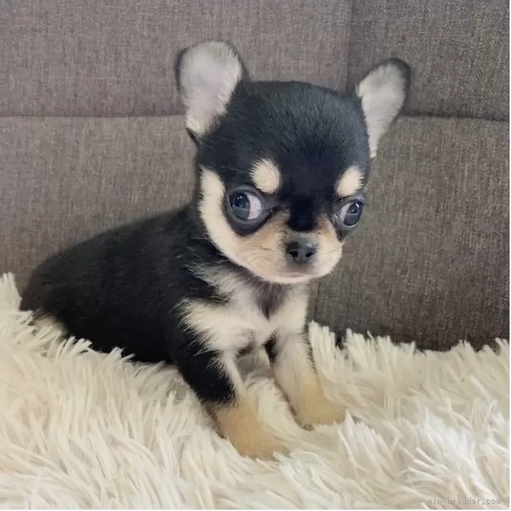 ID:2504-00564の子犬