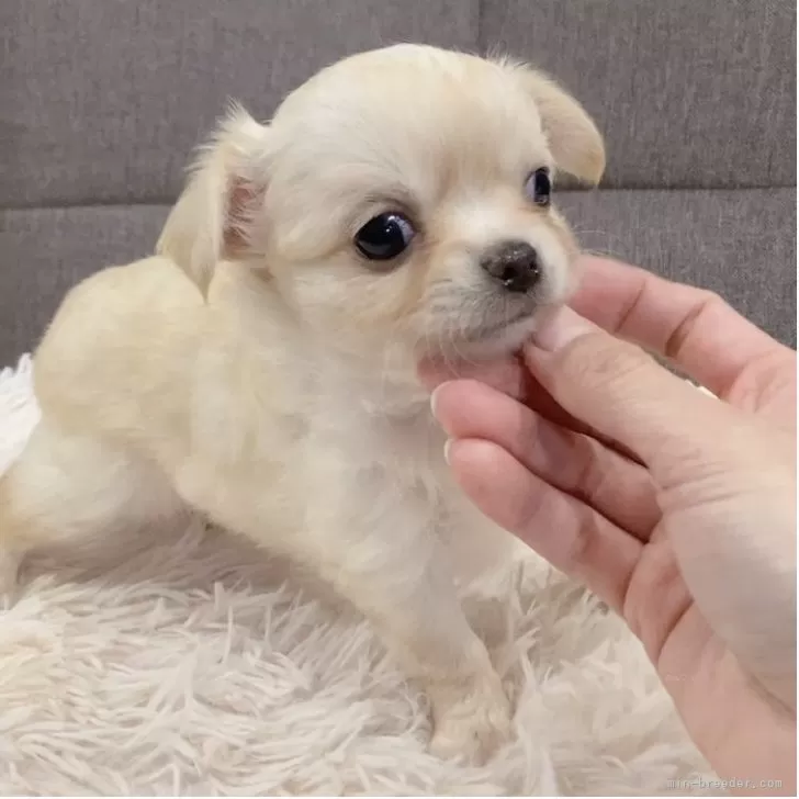ID:2505-02593の子犬