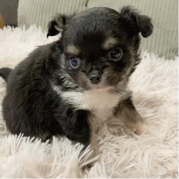 チワワ(ロング)【神奈川県・男の子・2025年10月5日・ブラックタン&amp;ホワイト】の写真1