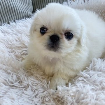 ペキニーズ【神奈川県・男の子・2025年6月18日・ホワイト】の写真「ふわふわで可愛いペキちゃん✨」