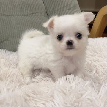 チワワ(ロング)【神奈川県・男の子・2025年10月18日・クリーム&ホワイト】の写真「可愛すぎる!!甘いお顔の兄弟です♪」